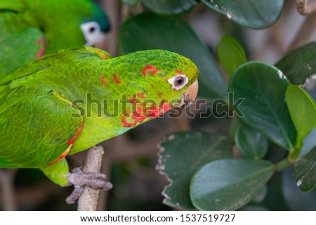 
birds in a tropical jungle