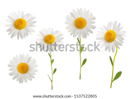 Daisies group isolated on white background