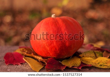Bright orange pumpkin on wooden boards among yellow and red leaves.