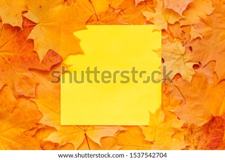 Nature frame. Layout made of orange leaves with place for text. Copy space, Flat lay.