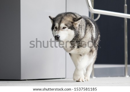 dog in the city, breed Alaskan Malamute