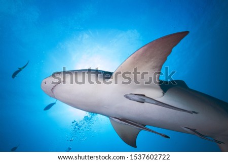 Shark In Sea Water With Bright Sunlight Streaming Down