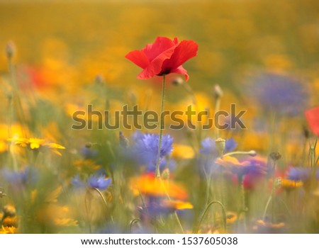 Naunton  Cotswolds UK
Sunlight isolated poppies in a field of wild flowers