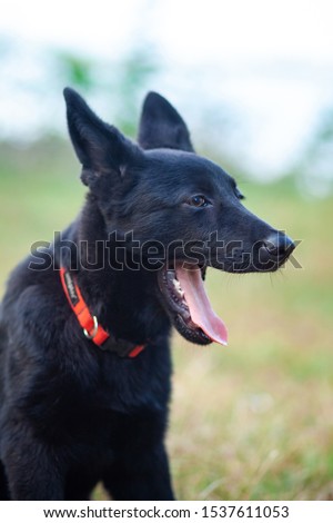 Portrait of Black German shepherd on green grass. Animal.