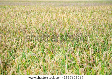 Beautiful nature landscape green and golden rice field, Paddy plant with yellow stalk ripe ear of rice, Time to harvest on farm and agriculture in Thailand for background