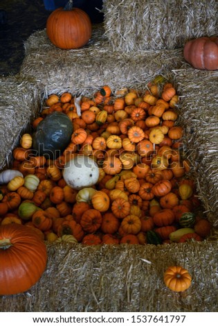 small pumpkin and gourds in hay ball bin