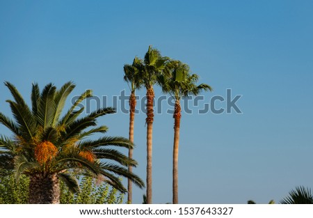 Royal Palm with blue sky in the background