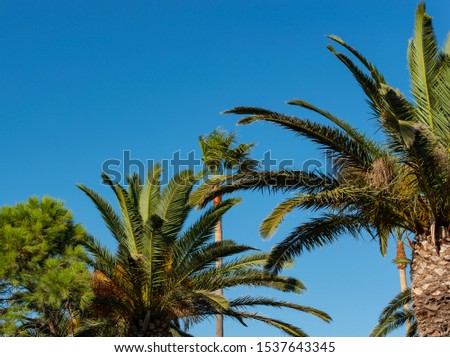 Royal Palm with blue sky in the background