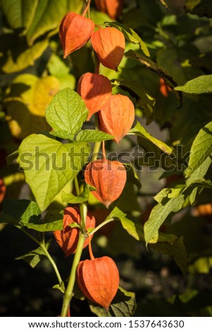  Autumn. Orange color Chinese Lantern perennial flower. Physalis alkekengi close up. in sunlight.