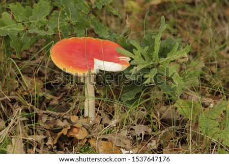 Fly agaric is a beautiful but poisonous toad stool