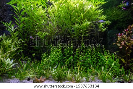 The view of freshwater aquarium with tropical fish and water plants 