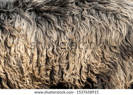 Close up real dark wool fur of sheep texture background
