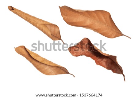 Dry leaf in isolated with clipping path,Brown color leaves set in autumn