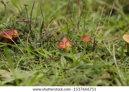 Vermillion waxcap is a tiny orange toad stool