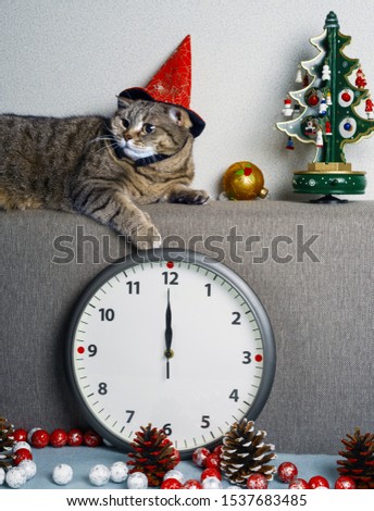 Cat in a carnival cap awaiting the arrival of the New Year near a clock, Christmas tree and Christmas toys. 