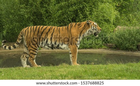 Tiger standing in profile with green background