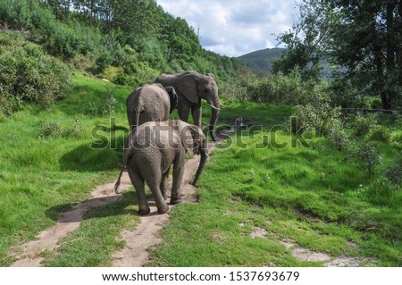 portrait of elephants enjoying the green grass of the african savannah