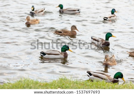 Ducks swim in the pond