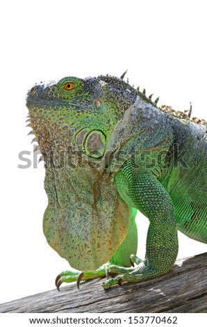 Female Green Iguana (Iguana iguana), standing on tree branch on white background