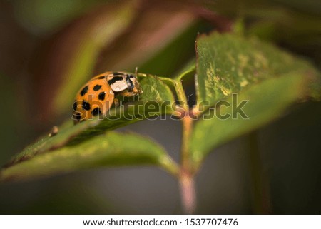 Ladybug in orange and black (Coccinellidae) - Piedmont (North Italy)