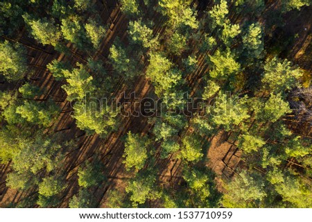 green forest, view from above