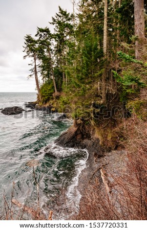 Rocky coast of the ocean with evergreen trees