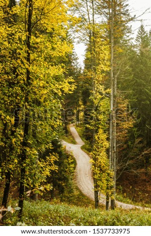 Path in the autumn forest in Bavarian alps. Hike in the mountains. Outdoor.
