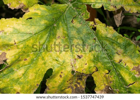 green leaf of pumpkin closeup with disease rot. Macro, background