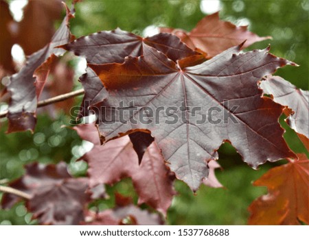Macro of red autumn Maple leaf on a branch
