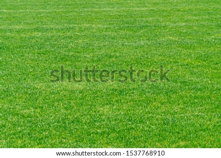 Green grass texture background. Stadium grass landscape Royalty-Free Stock Photo #1537768910