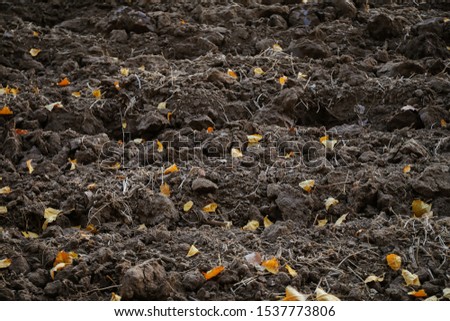Rows of the plowed soil and faled leaves on it.