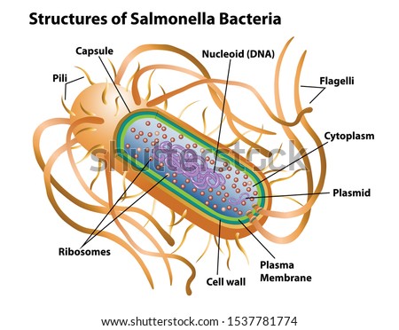 Bacterial-pili-types Stock Vector Images - Avopix.com