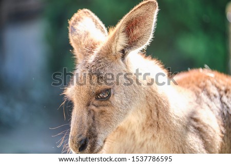 Joey baby Kangaroo out of pouch portrait	