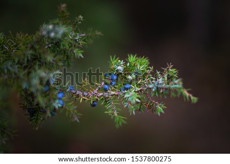 Juniper seeds in both blue and green on a healthy evergreen juniper tree during autumn. Sweden Royalty-Free Stock Photo #1537800275