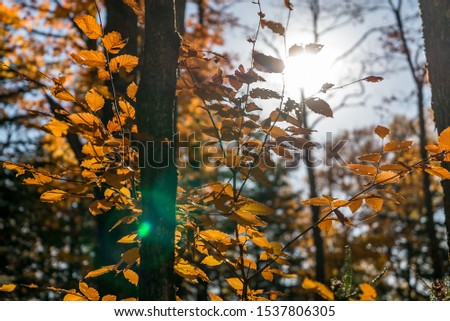 Entrelacs, Quebec Canada - October 11 2019:  Tree and Leafs under Sunlight in Autumn Colored Forest with Clear Blue Sky