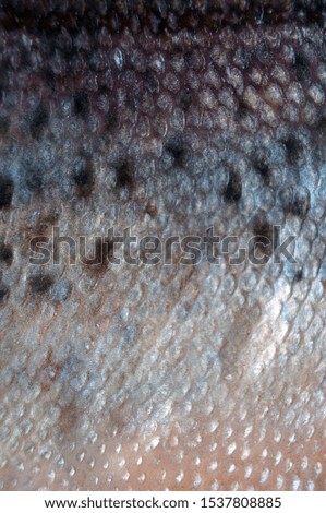 Photo of a background with rainbow trout skin. Multicolored fish scales
