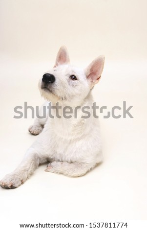 A white puppy laydown and looking up taking on white background.