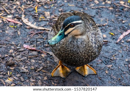 Close up of an Australian duck