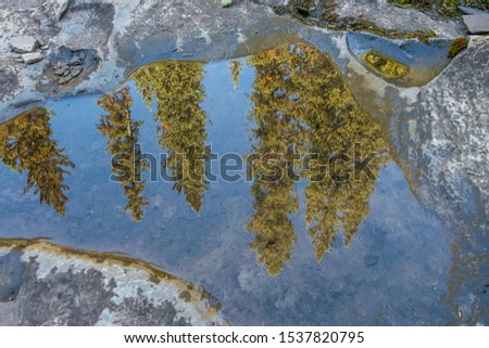 Reflection of pine trees in a small puddle in some rocks. 