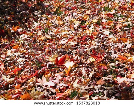 Red and yellow maple leaves pilled up on autumn ground as the season goes by.