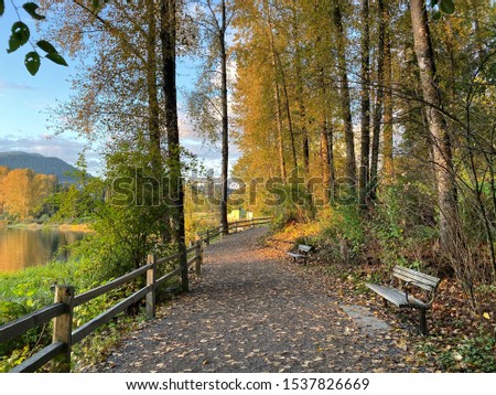 Golden Autumn in Lafarge Lake Park, Coquitlam, BC, Canada