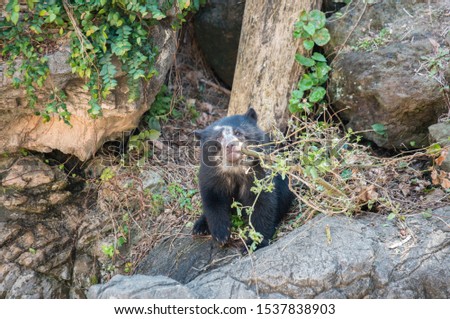 Spectacled bear, Andean bear (Tremarctos ornatus) young animal climbing, captive.