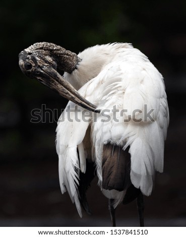 Wood stork is twisting its  textured gray-brown bald head and down-curved beak to preen the white feathers on its back against a dark background.