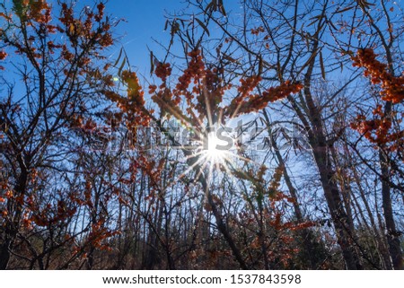 Sunburst shining through a fall berry bush. 