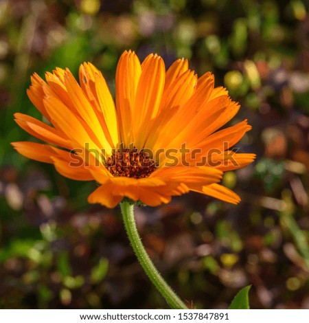 Orange Calendula flower, closeup view