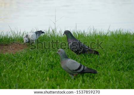 Three pigeons and chilling living on the edge of the swamp
