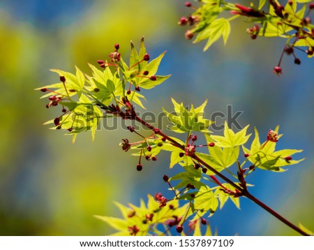 Fresh green young maple leaves