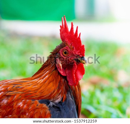 Close-up photo of wild fowl in nature. The male jungle fowl is red. Conservation of wildlife.