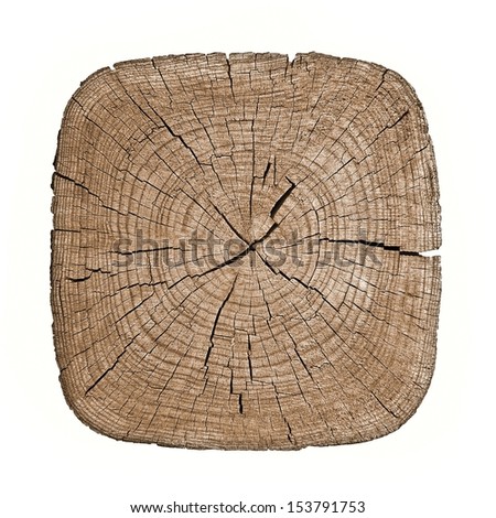 Cross section of tree trunk showing growth rings on white background. log. timber wood texture. 