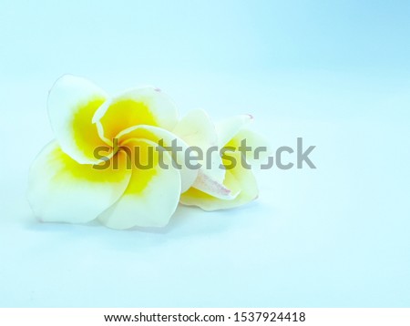 white plumeria flowers plumeria,flowers,leelawadee tree,white flowers,flowering plants Royalty-Free Stock Photo #1537924418